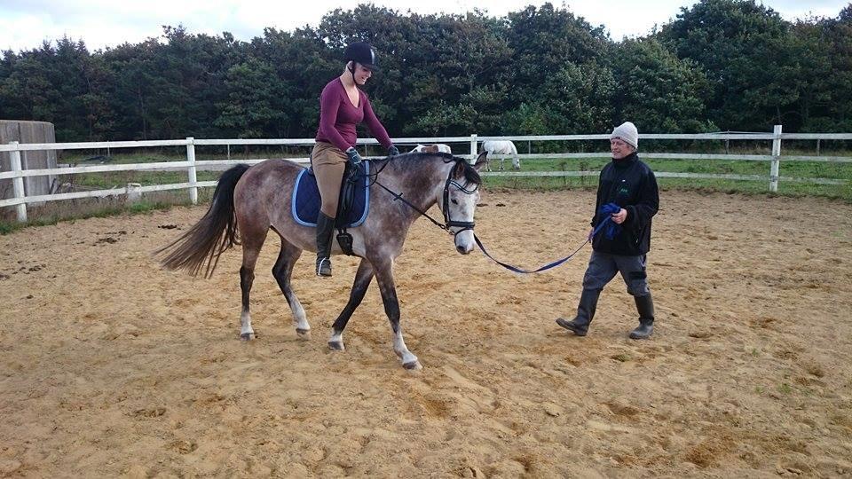 Anden særlig race Pegasus billede 19