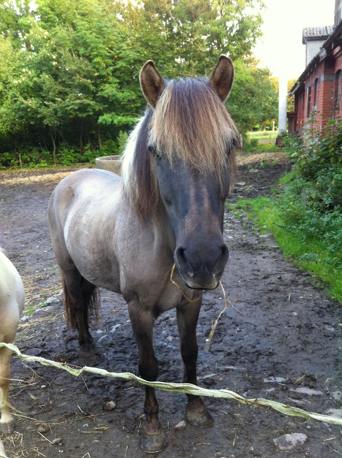 Islænder ¤ Jokum ¤ Juksen ¤ ( solgt ) - 15-09-2014 billede 3