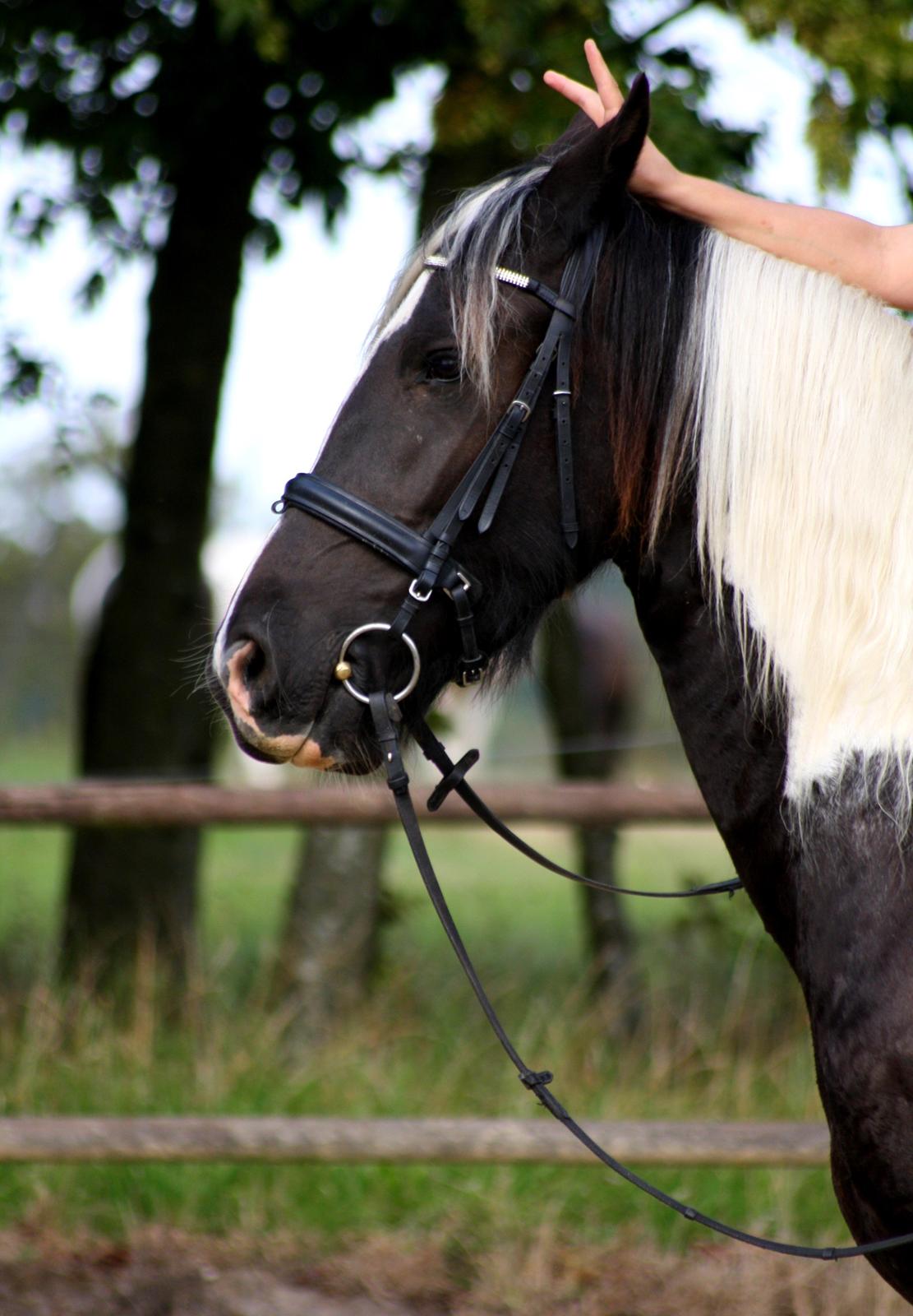 Tobiano Friesian Skovbjerggaard's Kiwi billede 15