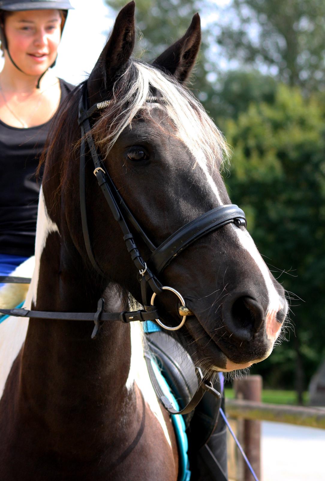 Tobiano Friesian Skovbjerggaard's Kiwi billede 20