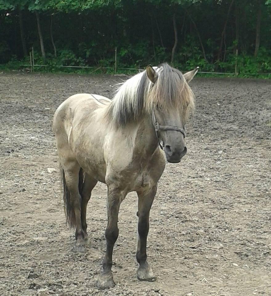 Islænder ¤ Jokum ¤ Juksen ¤ ( solgt ) - 18-07-2014 billede 4