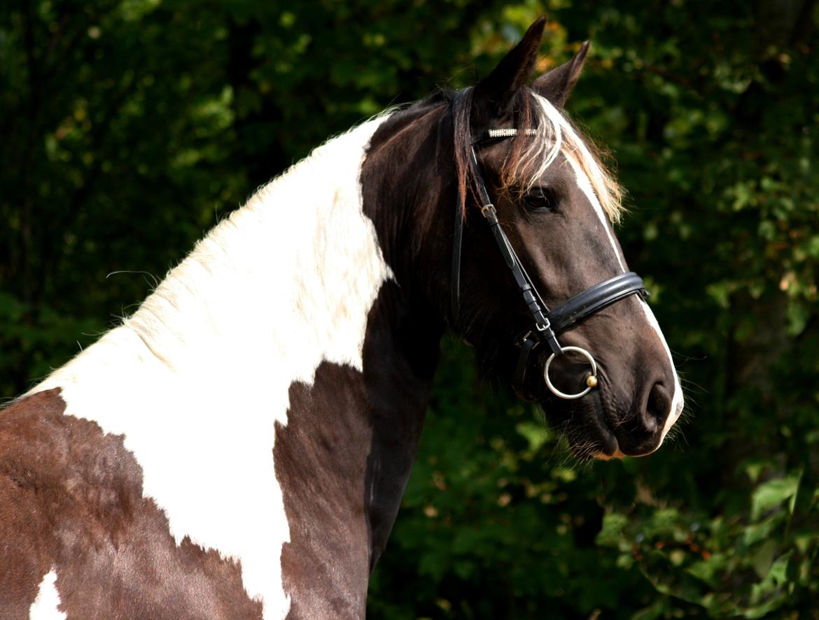 Tobiano Friesian Skovbjerggaard's Kiwi billede 22