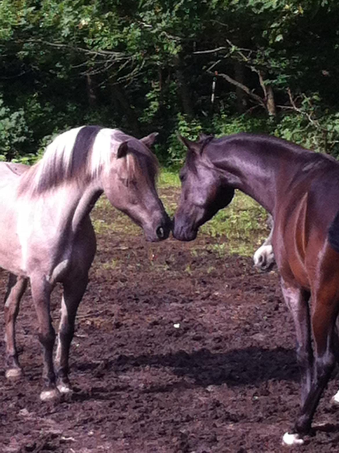 Islænder ¤ Jokum ¤ Juksen ¤ ( solgt ) - 07-07-2014 billede 8