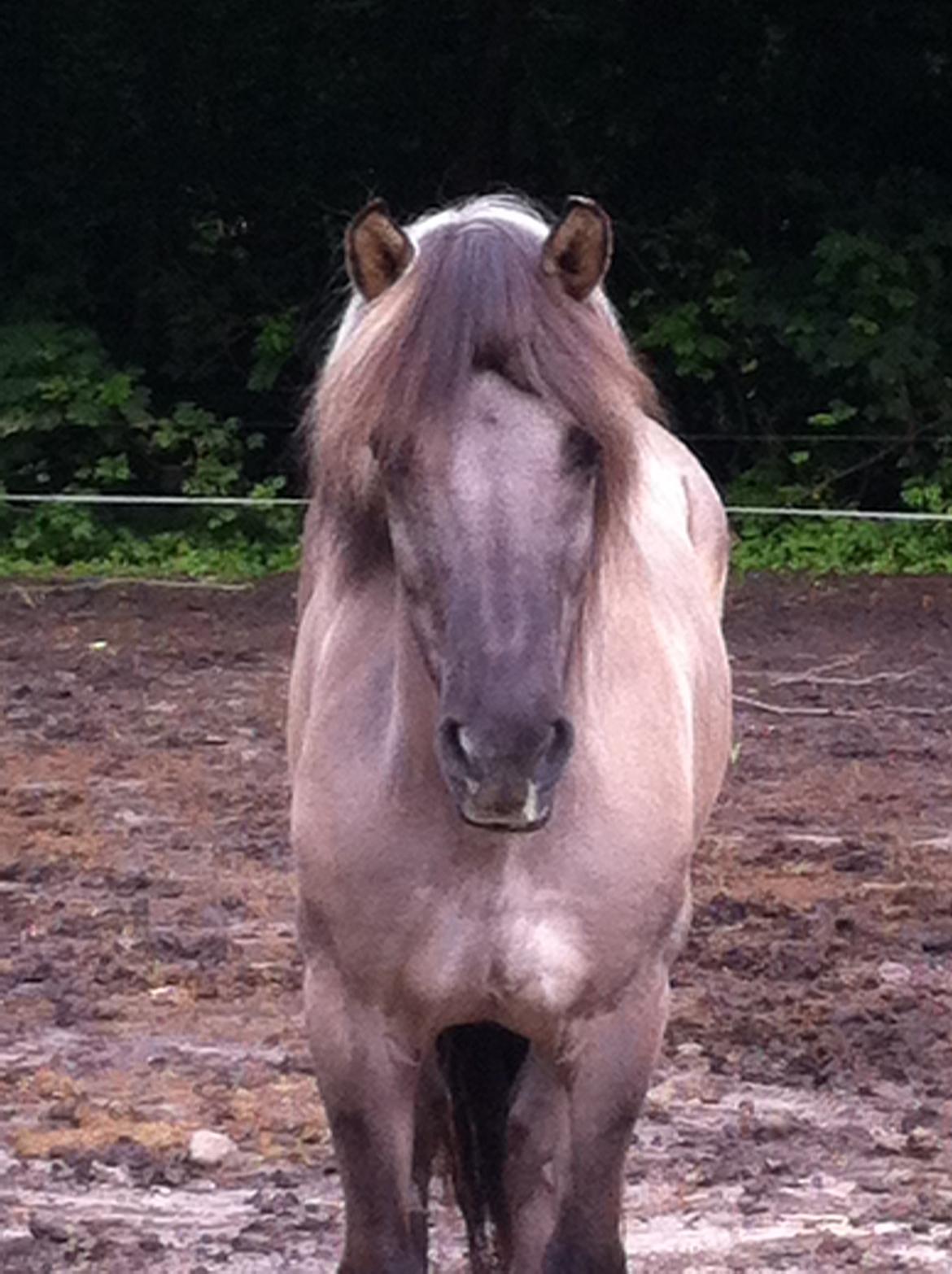 Islænder ¤ Jokum ¤ Juksen ¤ ( solgt ) - 07-07-2014 billede 6