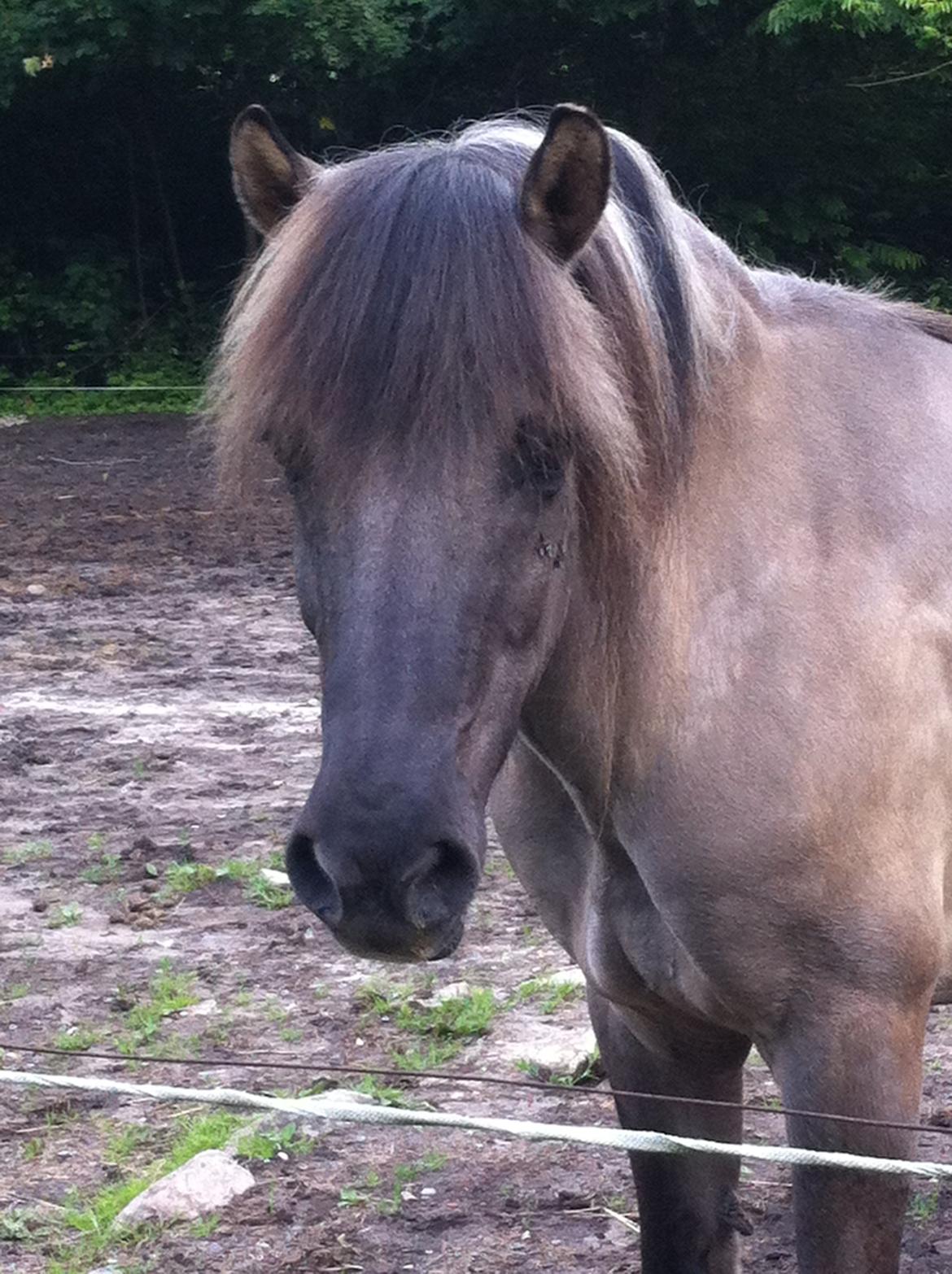 Islænder ¤ Jokum ¤ Juksen ¤ ( solgt ) - 07-07-2014 billede 11