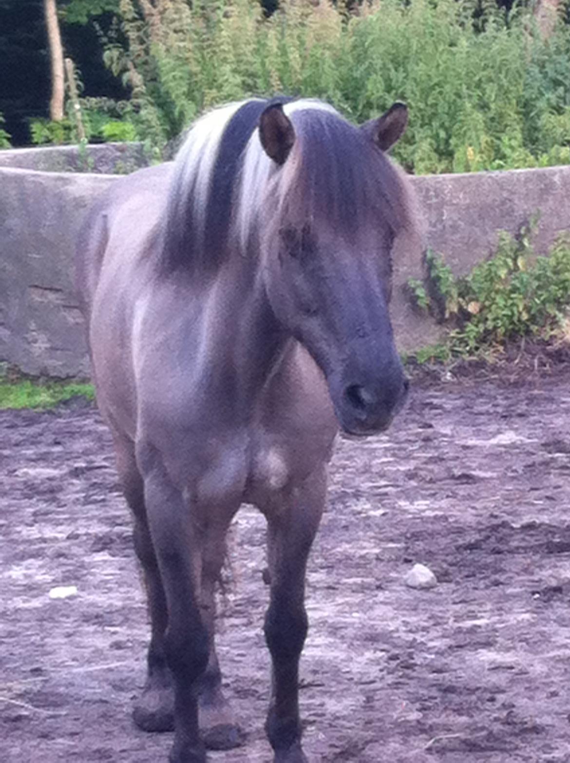 Islænder ¤ Jokum ¤ Juksen ¤ ( solgt ) - 07-07-2014 billede 9