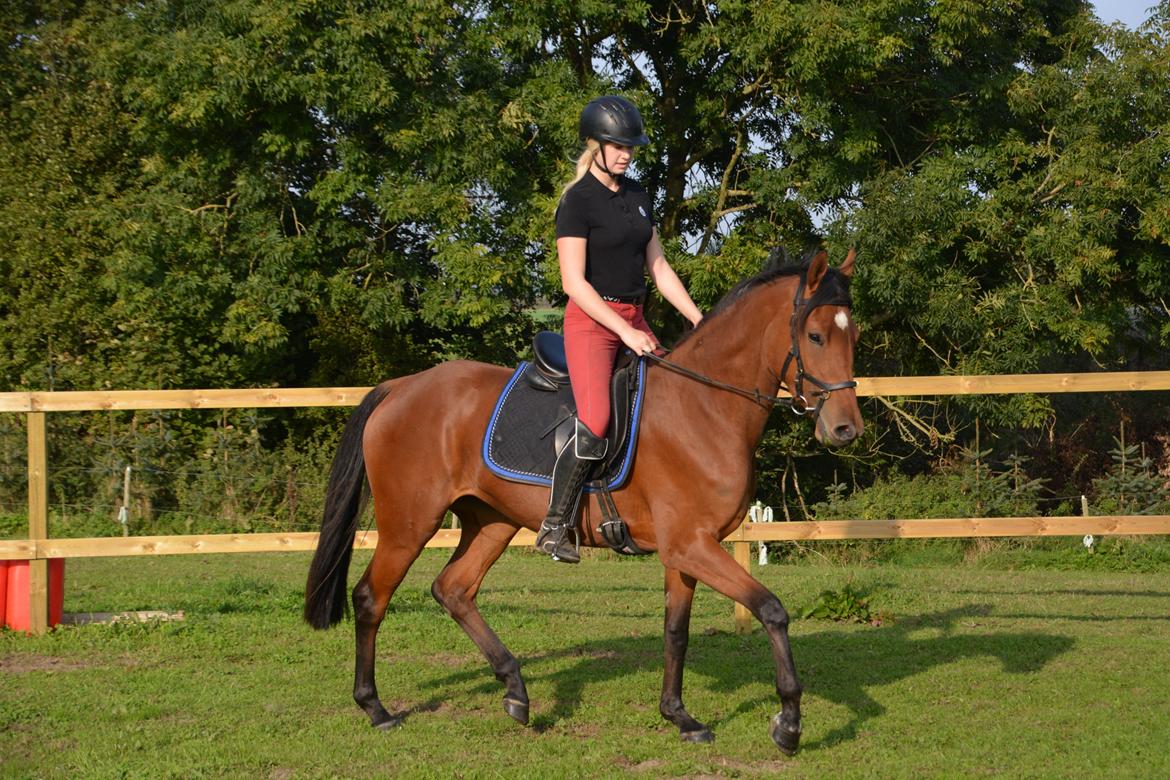 Dansk Varmblod Castana L billede 3