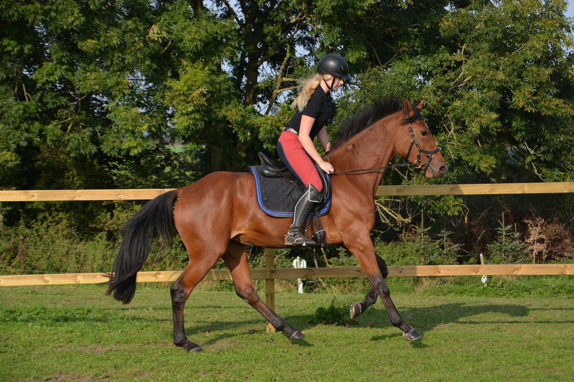 Dansk Varmblod Castana L billede 1