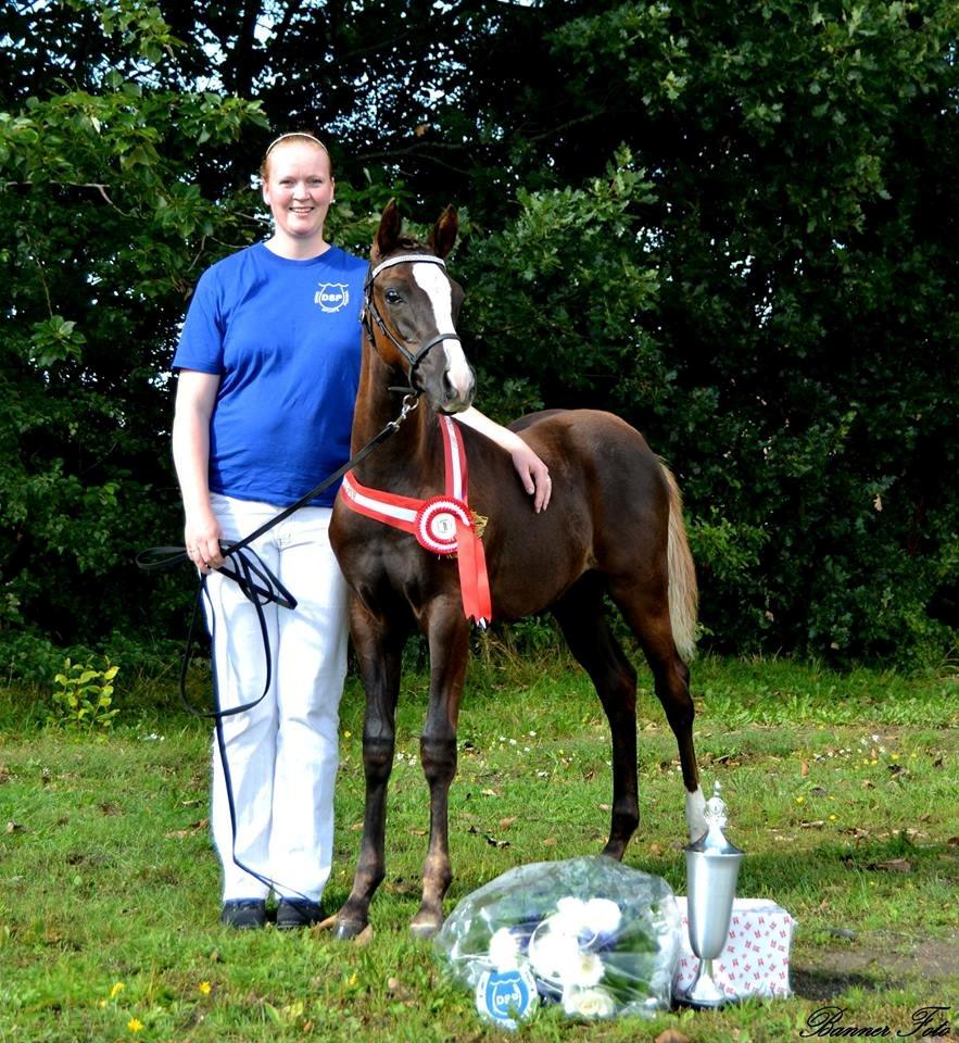 DSP Gaia M billede 6