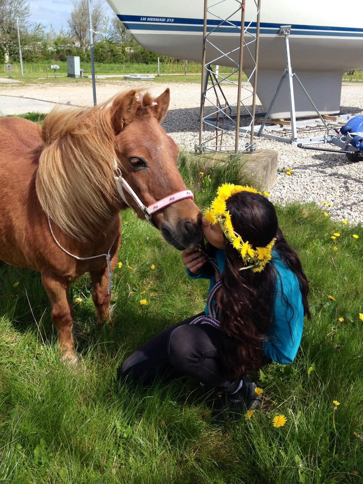Shetlænder Pilagergårds Amanda billede 3