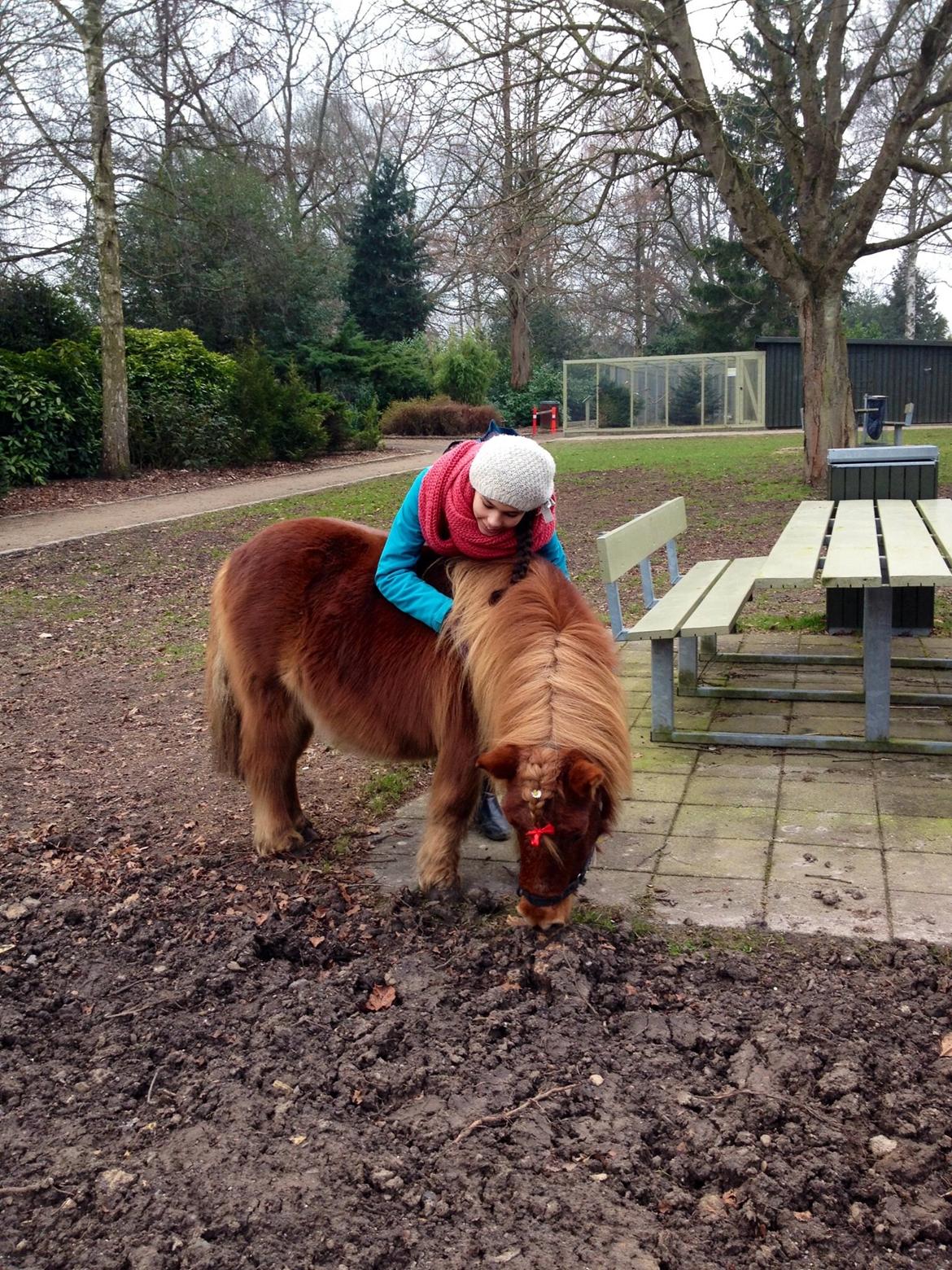 Shetlænder Pilagergårds Amanda billede 6