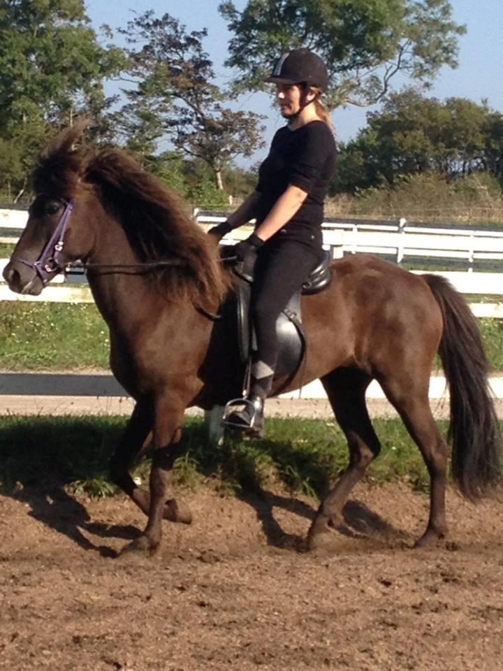 Islænder Tritla fra Løvenborg billede 9