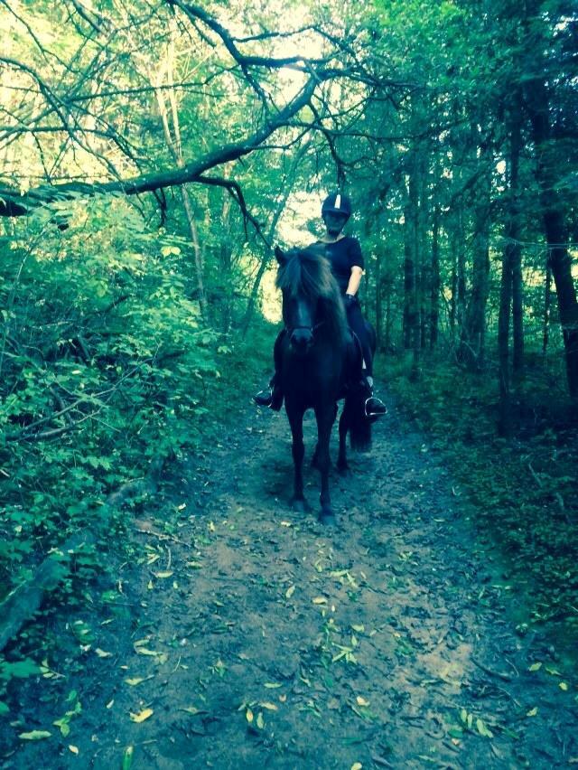 Islænder Tritla fra Løvenborg billede 11