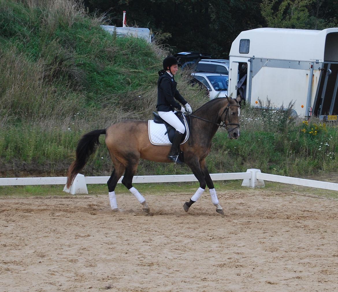 Akhal-Tekiner GALAMBIIA billede 35