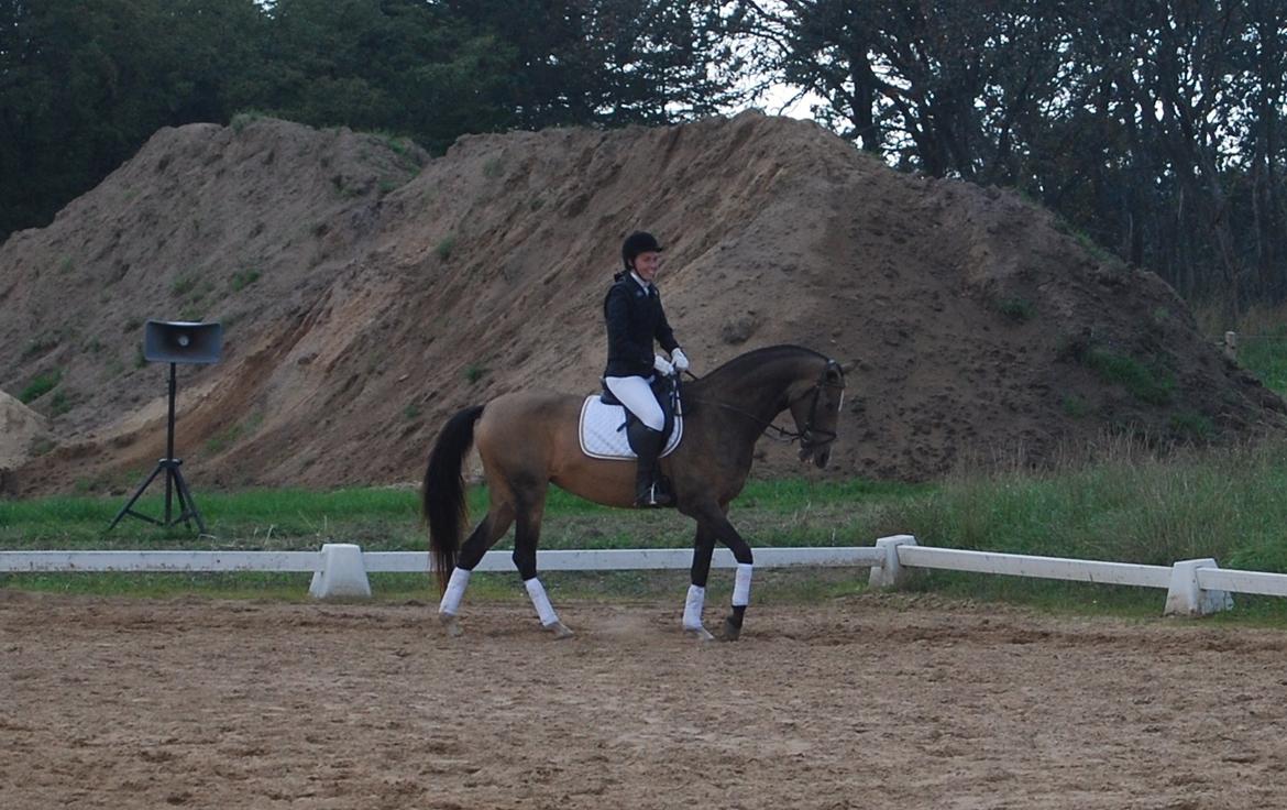 Akhal-Tekiner GALAMBIIA billede 36