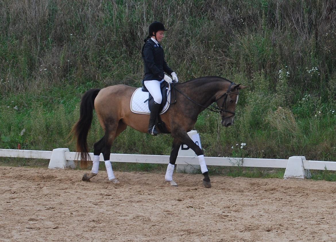 Akhal-Tekiner GALAMBIIA billede 37