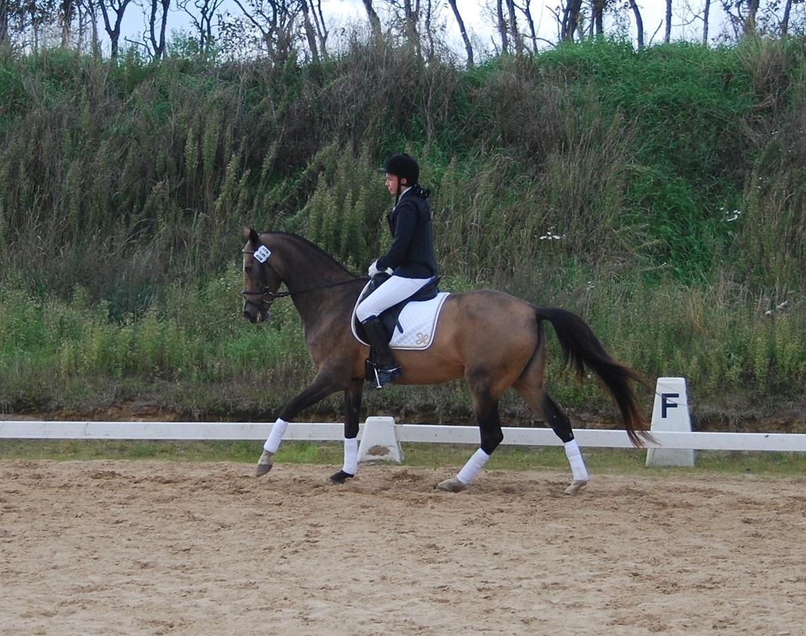 Akhal-Tekiner GALAMBIIA billede 24