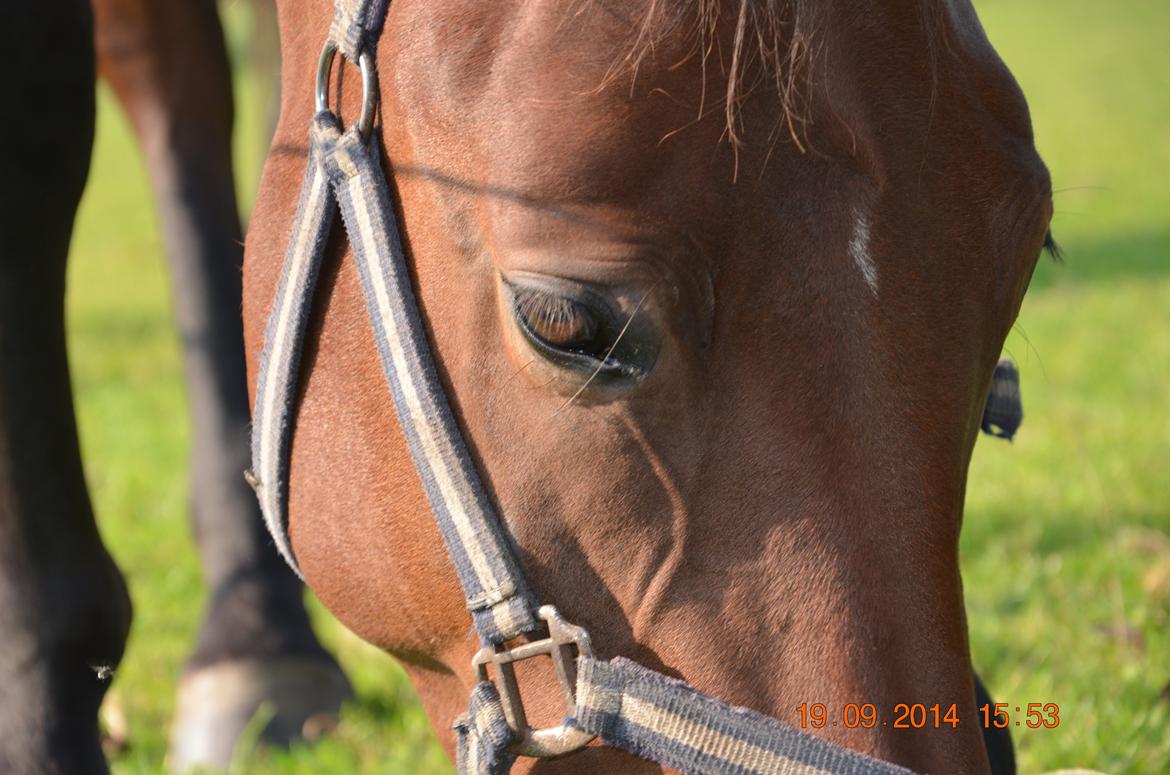 Oldenborg Overmoselunds Coral billede 16