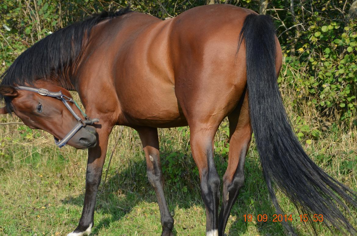 Oldenborg Overmoselunds Coral billede 17