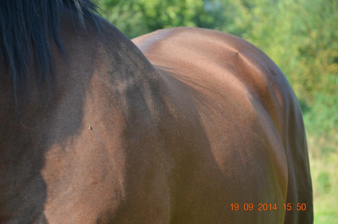 Oldenborg Overmoselunds Coral billede 15