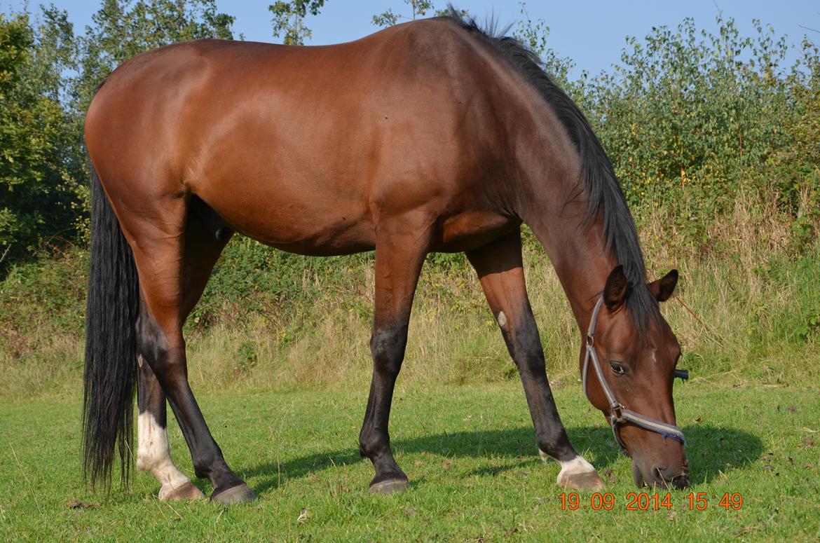 Oldenborg Overmoselunds Coral billede 18