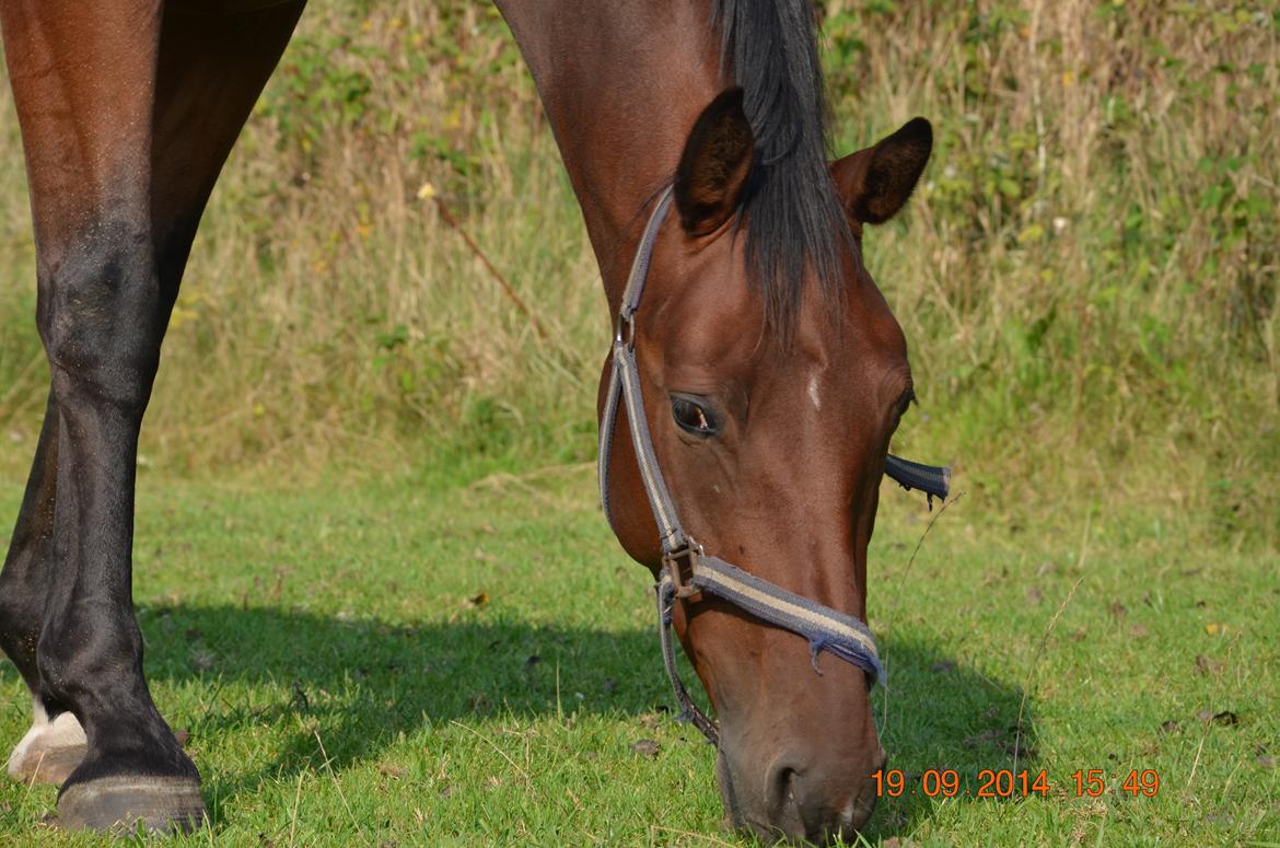 Oldenborg Overmoselunds Coral billede 19