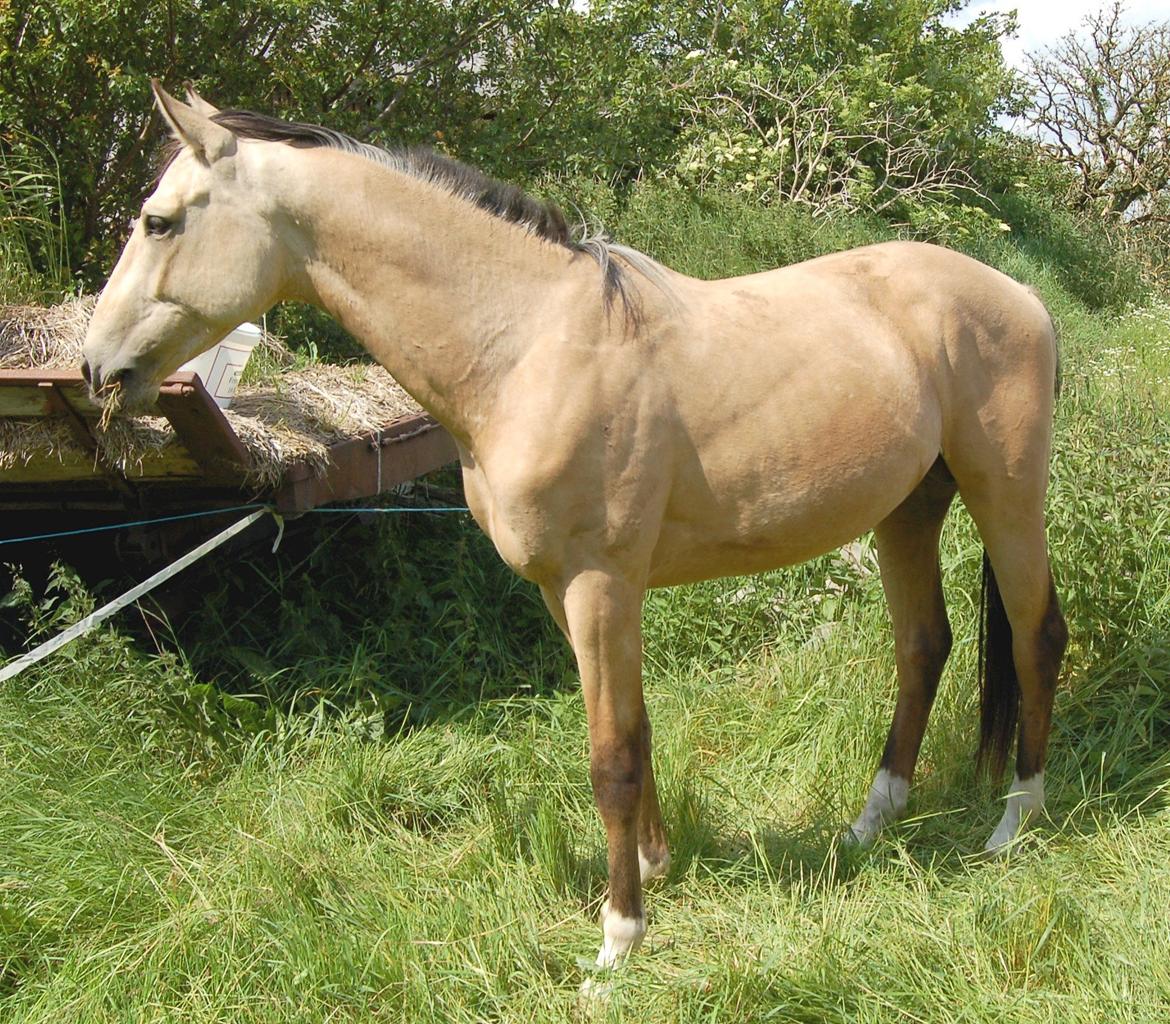 Palomino Mastermind billede 11