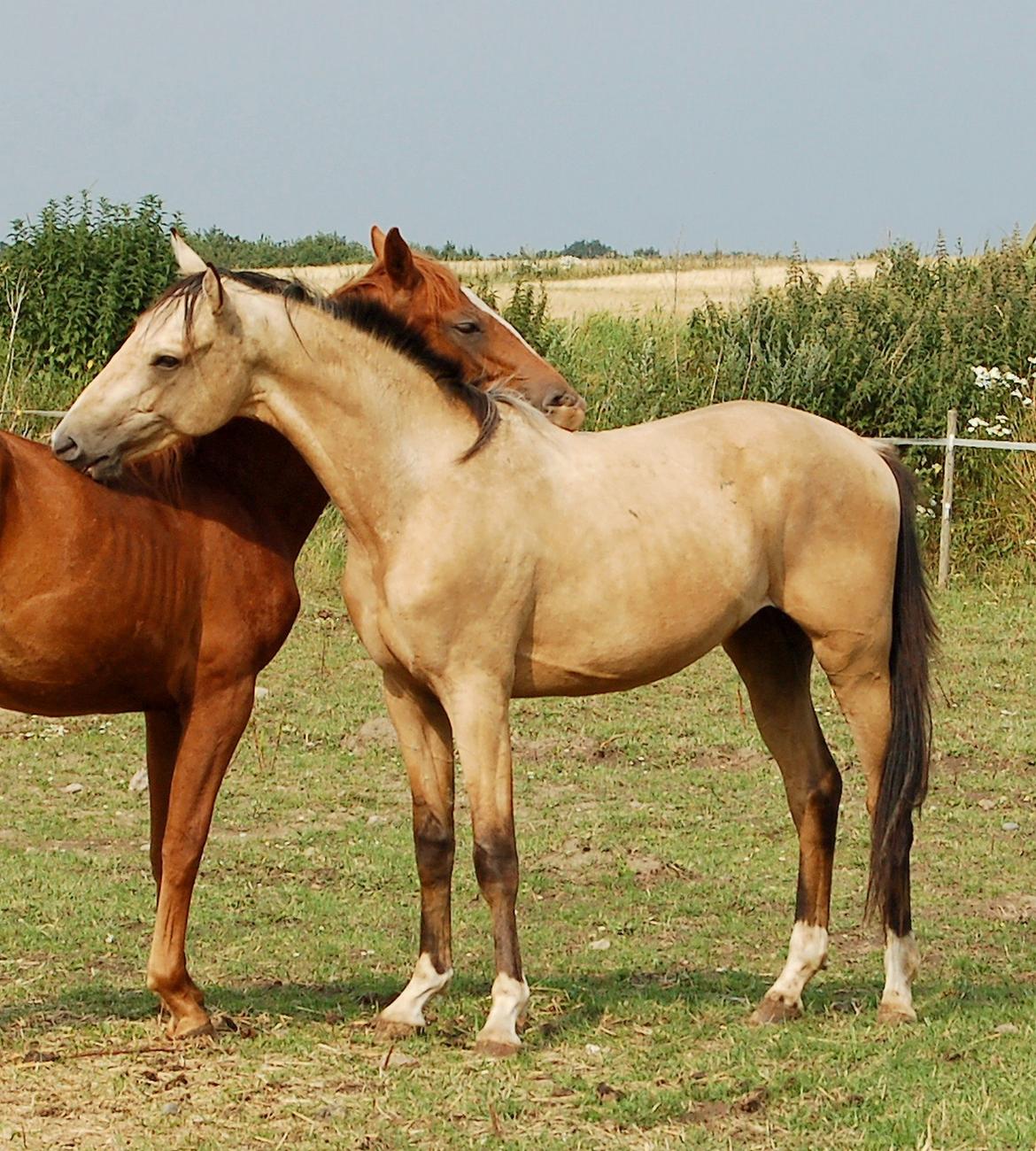 Palomino Mastermind billede 13