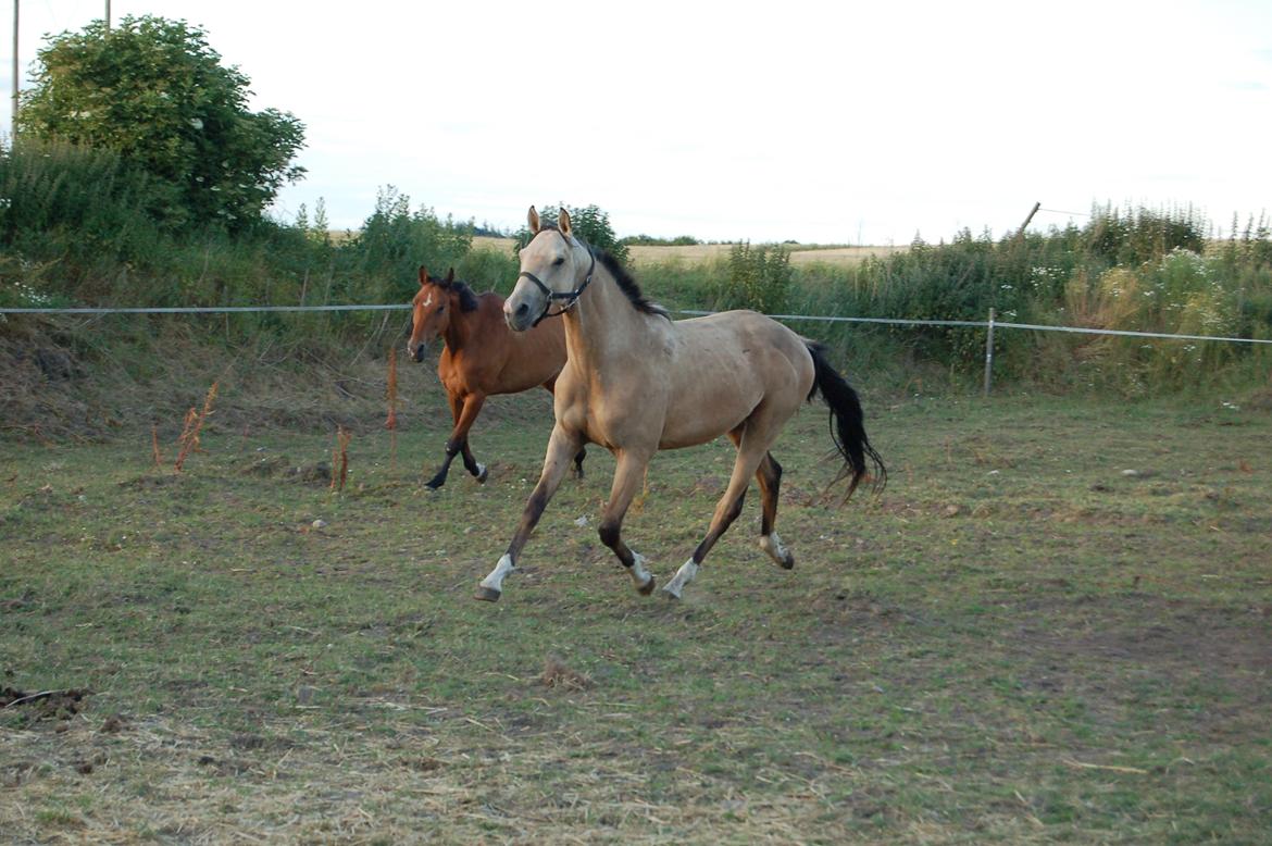 Palomino Mastermind billede 14