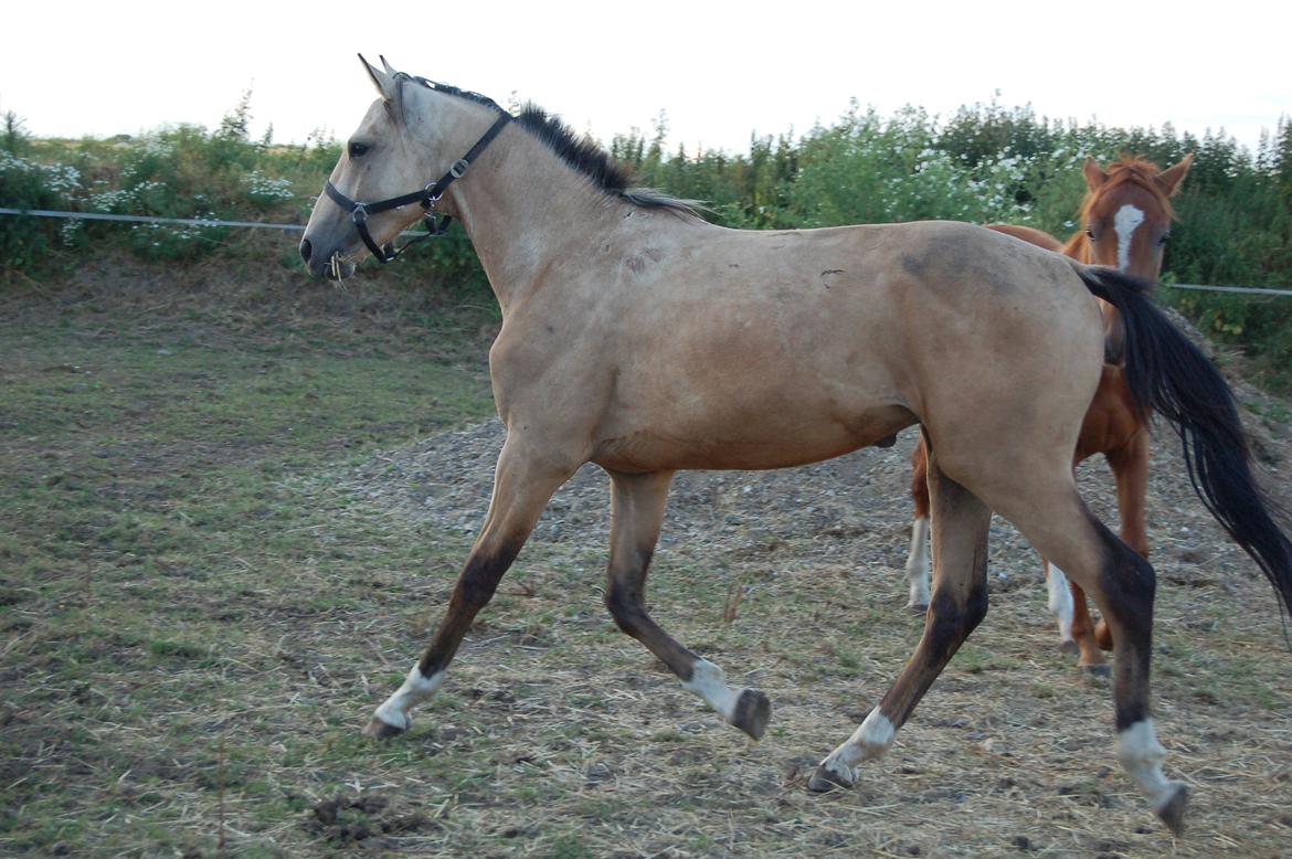 Palomino Mastermind billede 16