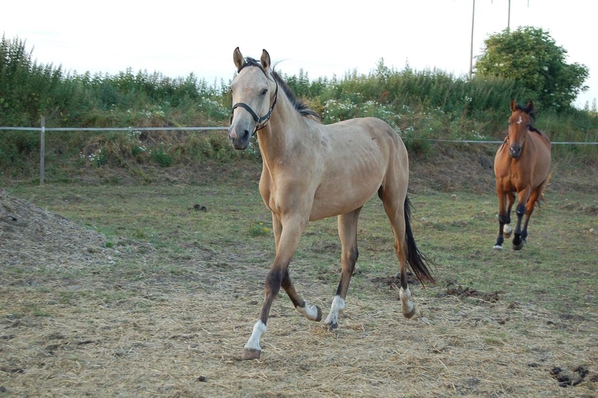 Palomino Mastermind billede 15