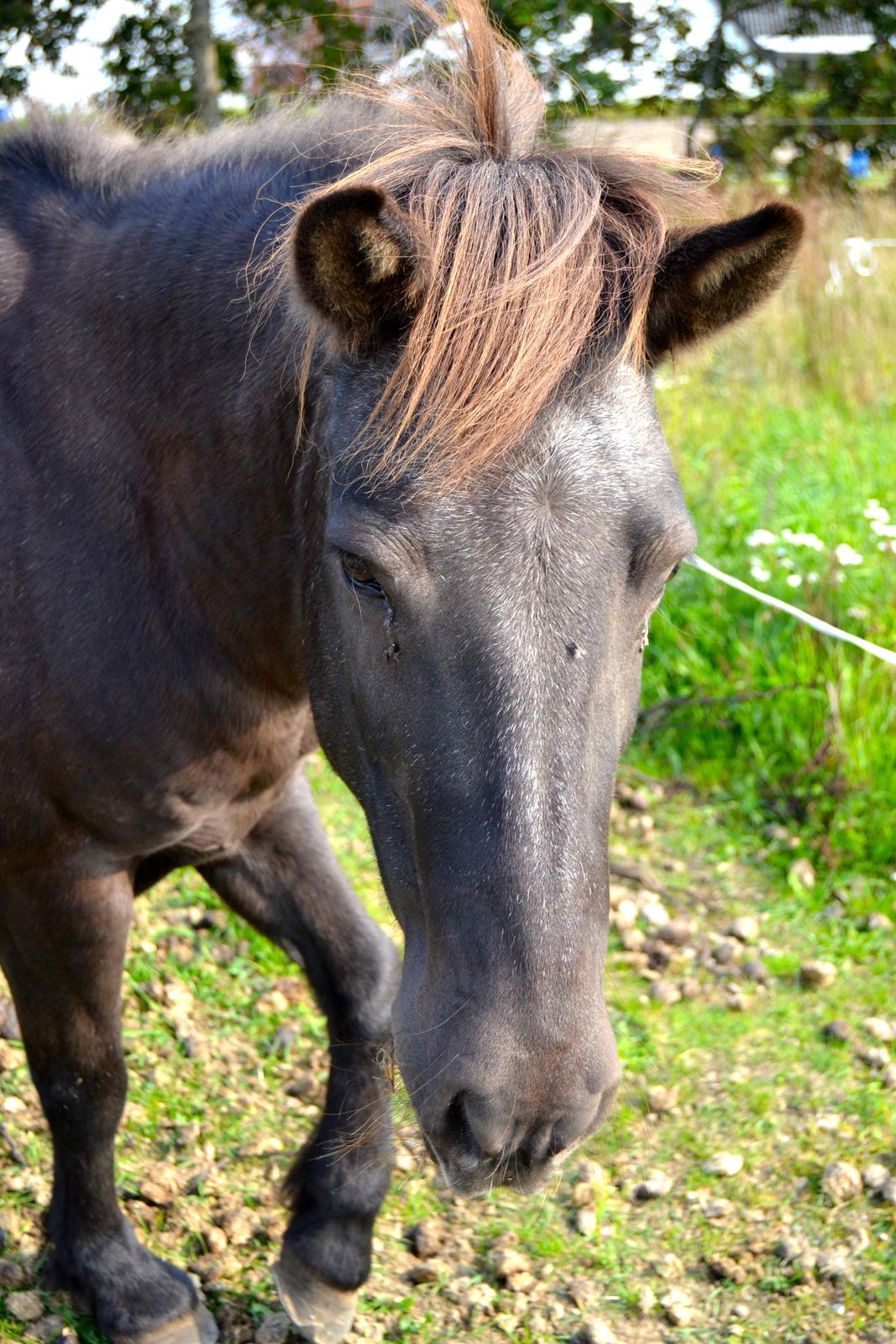 Islænder Röskva [Tidl. part] - September 2014  billede 17