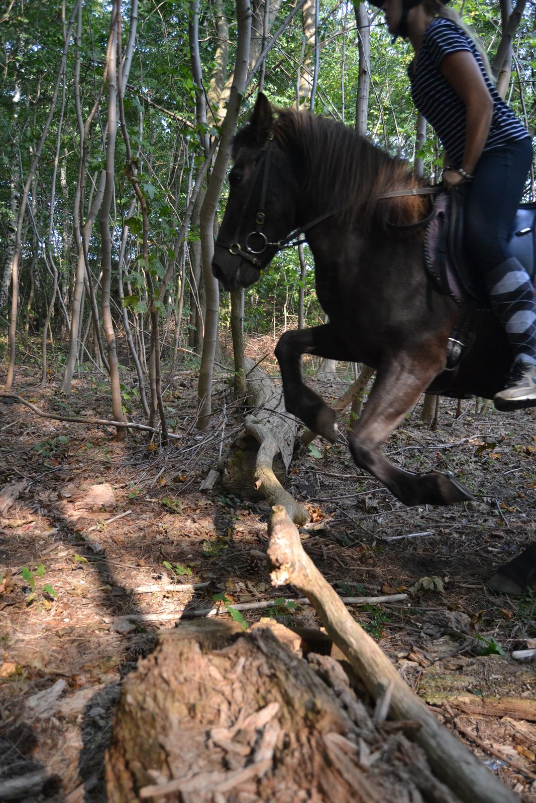 Islænder Röskva [Tidl. part] - September 2014  billede 18