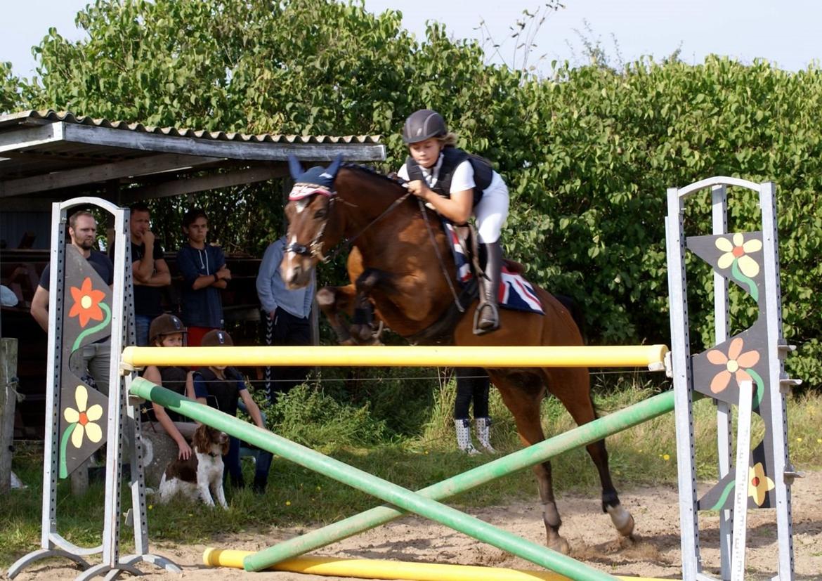 Anden særlig race Roosgårdens Cocktail - 130 cm - 2014 billede 16