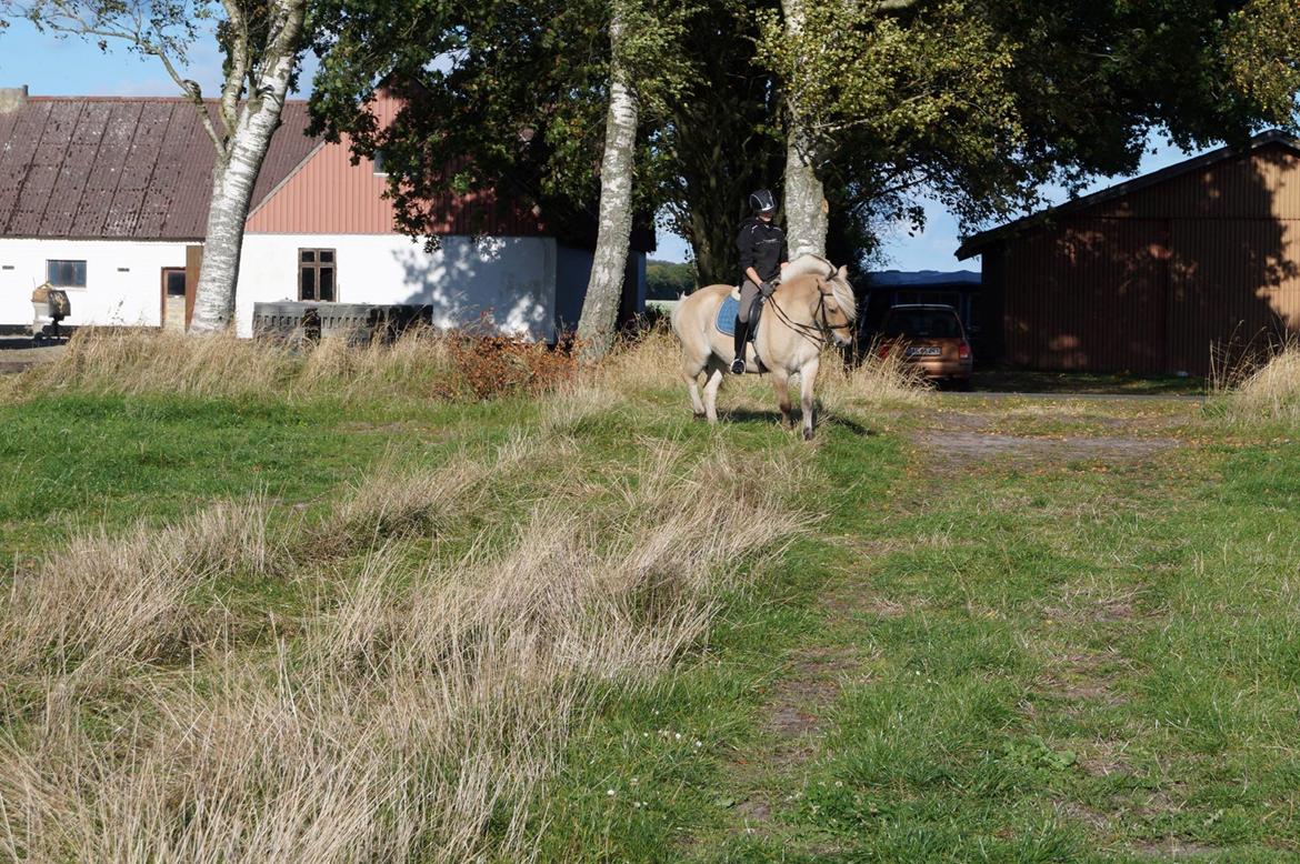 Fjordhest Mekado billede 10