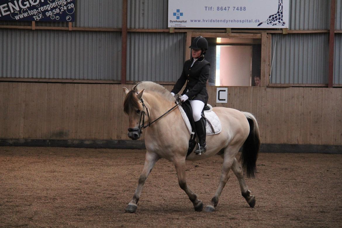 Fjordhest Tango!&lt;3 - Min skatter!&lt;3 billede 15