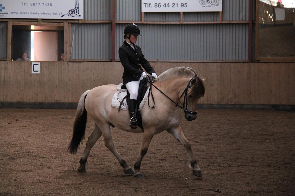 Fjordhest Tango!&lt;3 - Elsker min dreng!&lt;3 billede 24