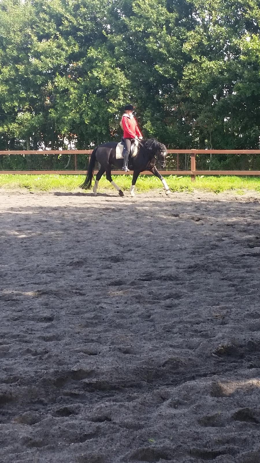 Dansk Varmblod Nofret billede 10