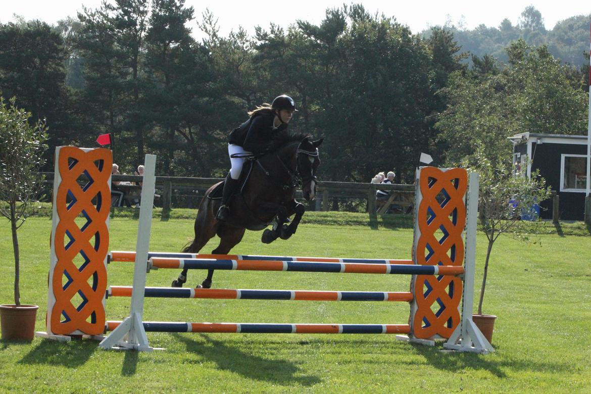 DSP Sebastian B-pony  billede 16