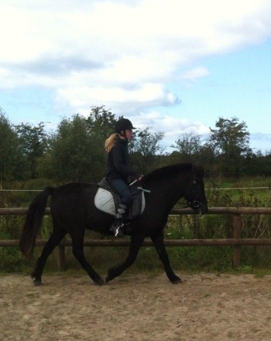 Islænder Draupnir fra Lykkegård *udlånt* billede 26