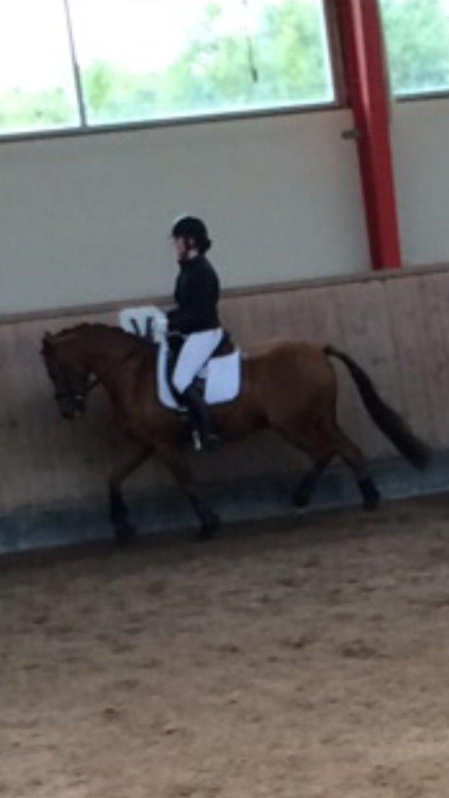 DSP Tofts Gambler billede 1