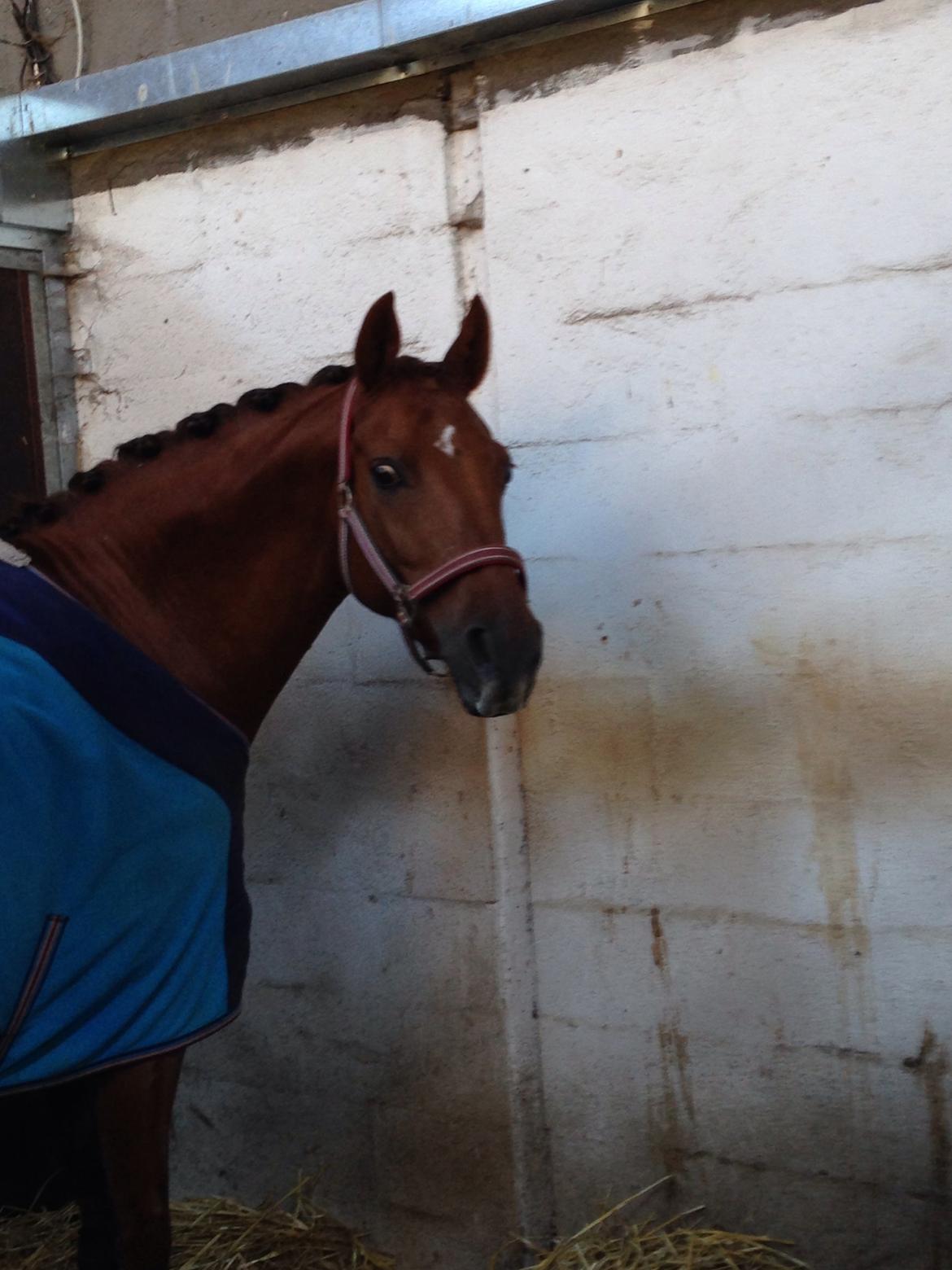 DSP Tofts Gambler billede 8