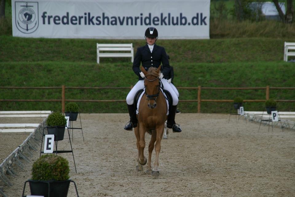 New Forest | Skovlys Günther | B-pony - Hold DM 2014 - team KGS <3 Den fedeste oplevelse! Foto: Sabine Vestergård billede 5