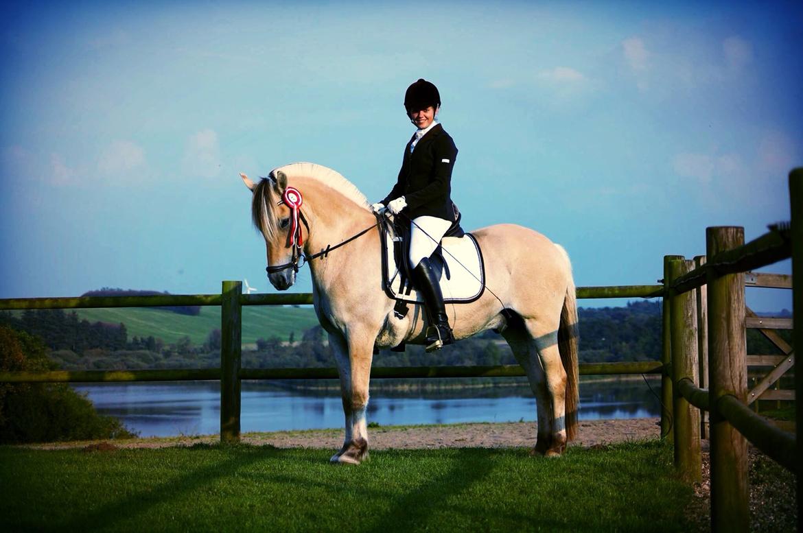 Fjordhest Broholms Marquis billede 2