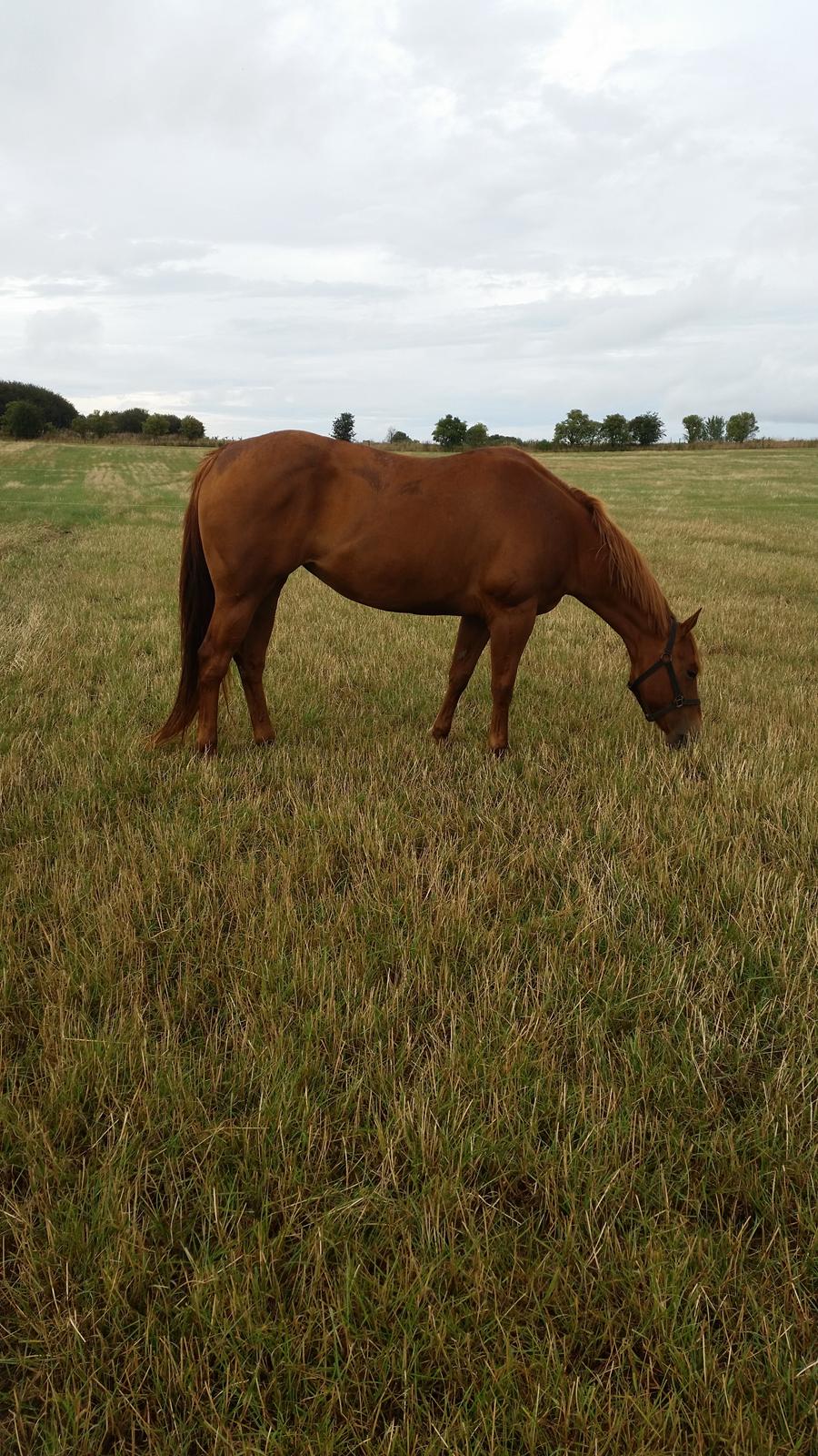 Quarter Rose (Langagergård) billede 1
