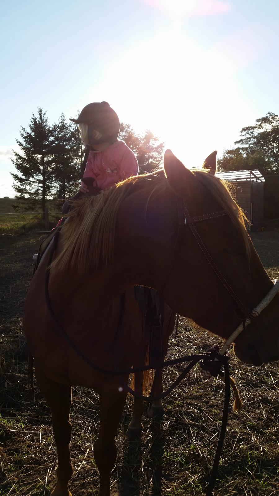 Quarter Rose (Langagergård) billede 2