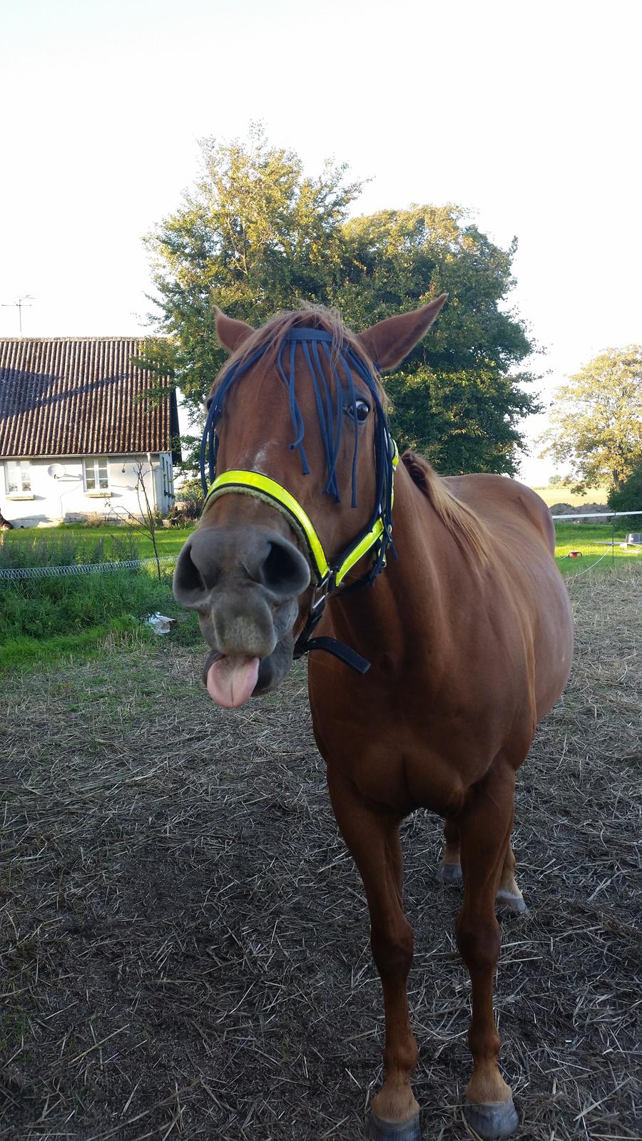 Quarter Rose (Langagergård) billede 3