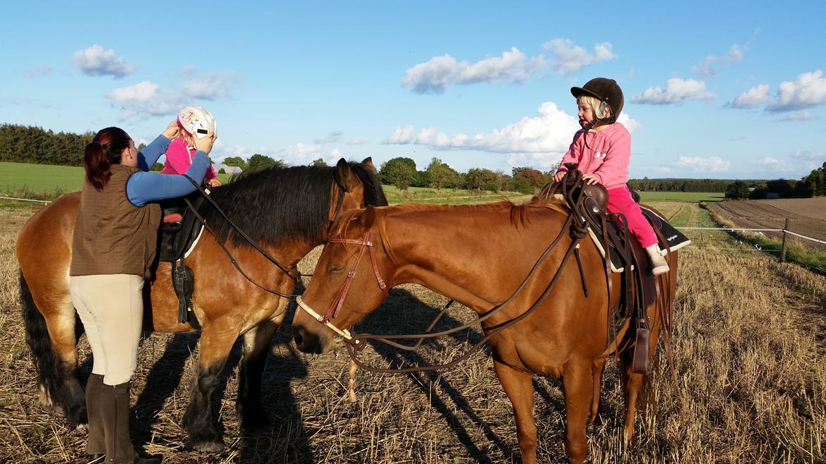 Quarter Rose (Langagergård) billede 5