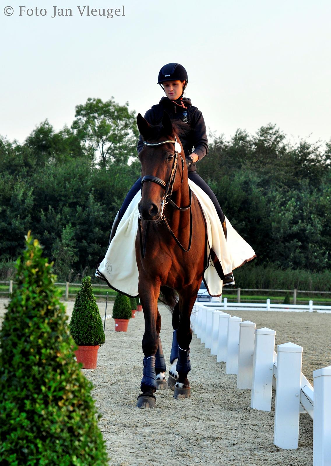 Dansk Varmblod Corina (Steffie) - DM hold 2014 billede 1