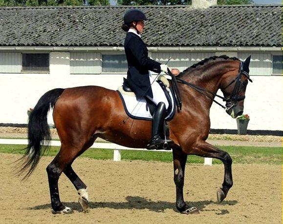 Dansk Varmblod Corina (Steffie) - DM 2014 billede 18